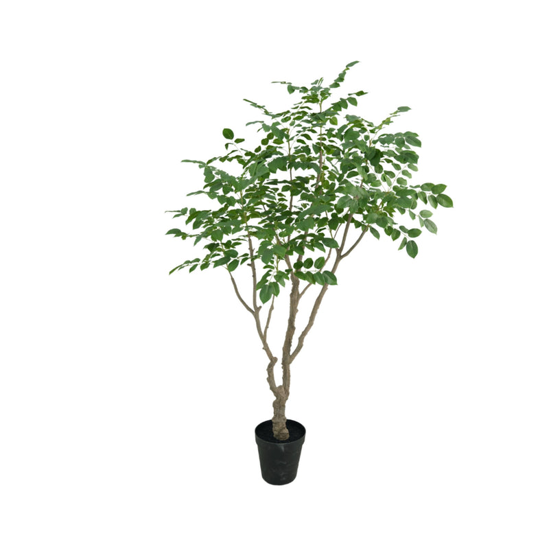 Sandelhout boom 240cm