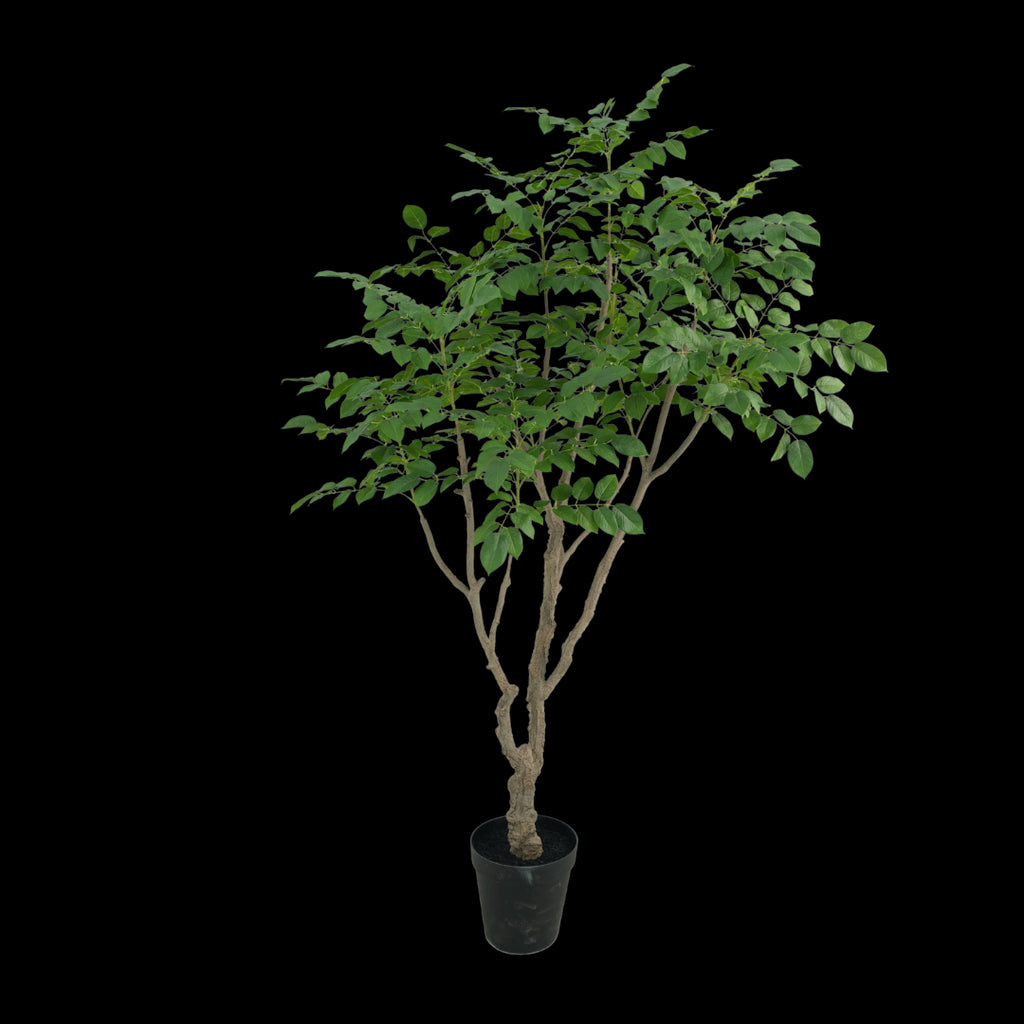 Sandelhout boom 240cm