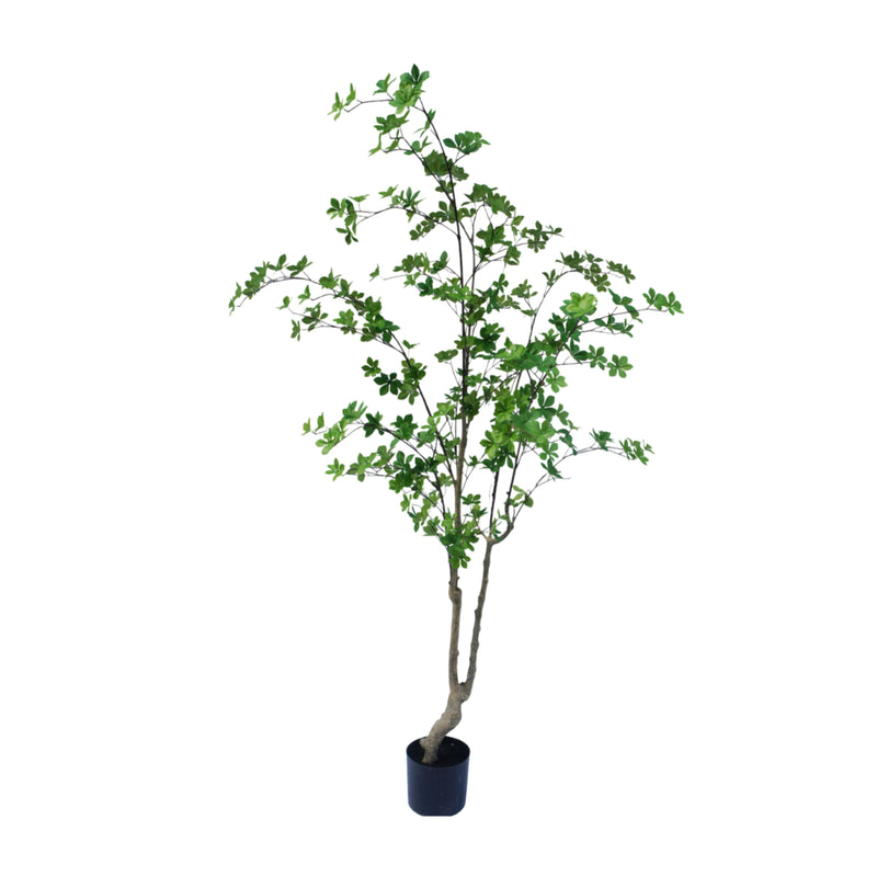 Enkianthus boom 180cm